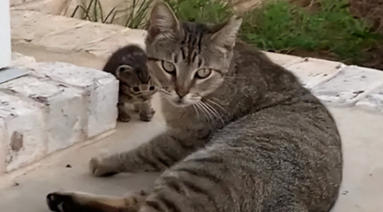 流浪猫赖上小夫妻，把亲骨肉拱手送人，让爱与责任得以延续