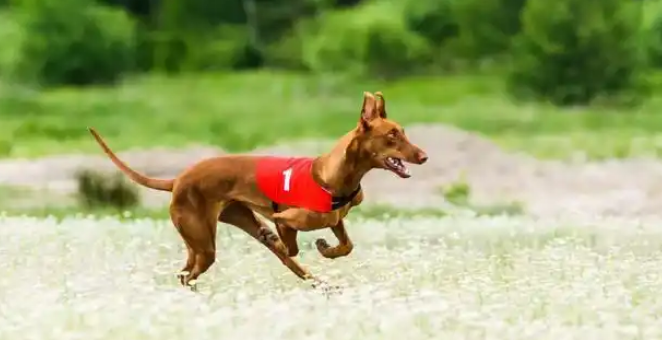 法老王猎犬怀孕多久能看出来？养宠达人分享经验！