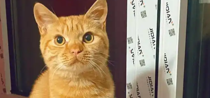 金毛示好反遭报复，被橘猫按着舔毛4小时，浑身湿透怀疑狗生