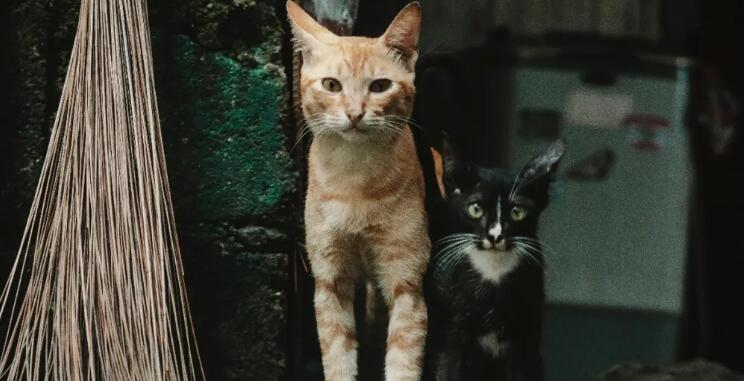 为什么说宠物医疗健康服务，要推开高端细分市场的“窄门”？