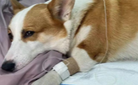 狗感冒做疫苗会直接细小么