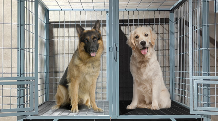 宠物笼子品牌推荐：小胖子笼具打造专业级犬舍体验