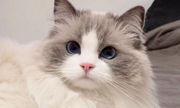 猫大肠杆菌超标如何处理