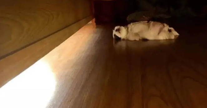 两个月大的小奶狗一睡觉就成了躺尸，铲屎官怎么都叫不醒