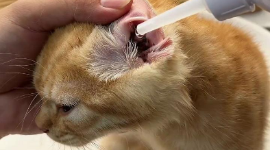 猫咪耳螨会导致流泪吗
