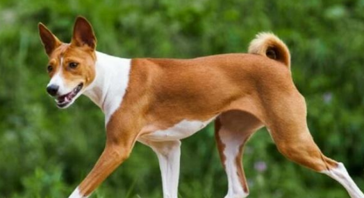 稀有的“哑巴狗”,巴仙吉犬是什么狗?你可能都没见过 稀有的“哑巴狗”,巴仙吉犬是什么狗?你可能都没见过