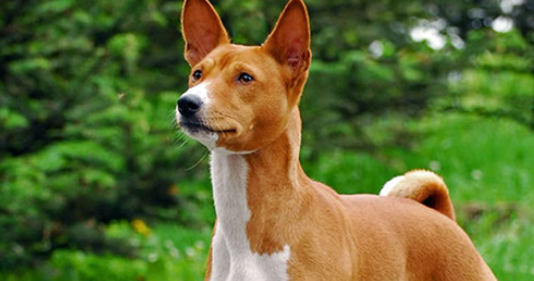 巴仙吉犬多少钱一只?整体波动不是很大 巴仙吉犬多少钱一只?整体波动不是很大