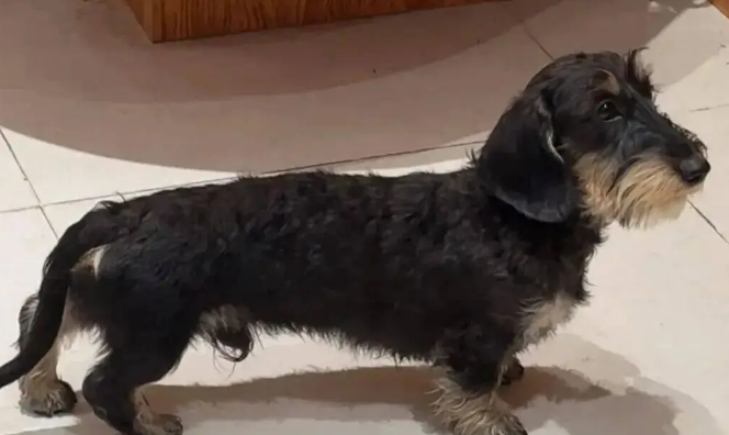 逛街偶遇一只雪纳瑞，网友越看越奇怪，它好像跟腊肠拼接的