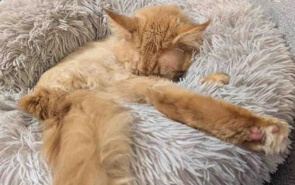 流浪猫长得像狮子没人敢惹,被救后反差太大 流浪猫长得像狮子没人敢惹,被救后反差太大