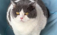 猫咪凝血功能差可以做绝育吗