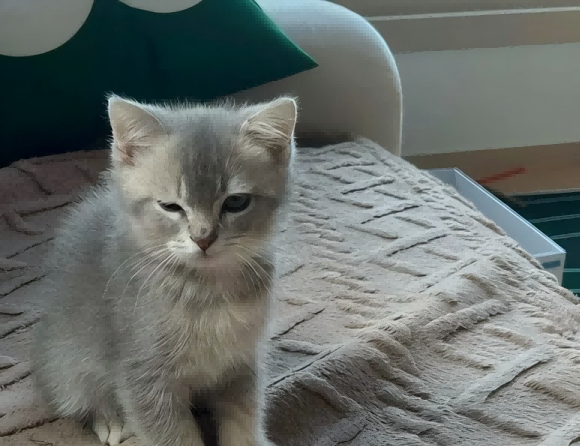 养猫妙招大公开:从科学喂养到行为管理,宠物医生教你避坑指南 养猫妙招大公开:从科学喂养到行为管理,宠物医生教你避坑指南