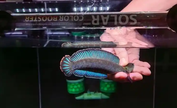 虹弦见和梦茜儿观赏水母 活体与装饰哪个更实用? 虹弦见和梦茜儿观赏水母 活体与装饰哪个更实用?