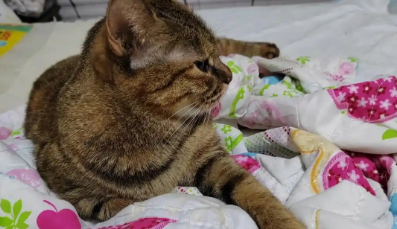 传腹猫可以绝育嘛