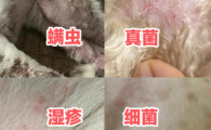 狗狗皮肤长黑斑掉毛起皮屑怎么办？