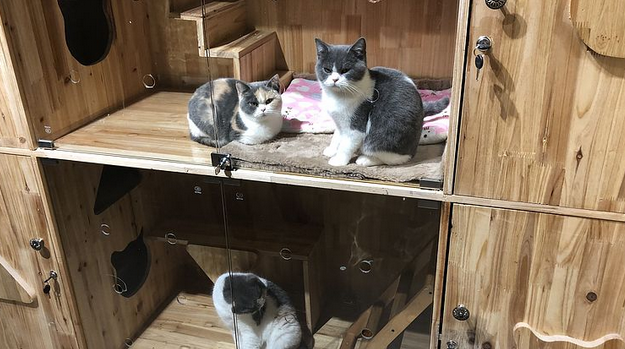 新战袍、年夜饭、抢“床位” 春节宠物消费迎热潮