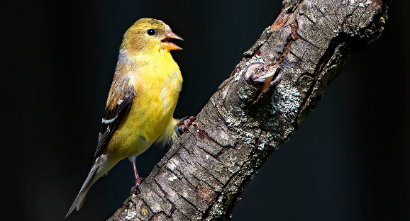 金翅雀什么颜色的好？这篇文章告诉你