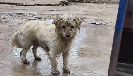 大雪来临前流浪狗妈妈把幼崽“托付”给店家，视频引发关注
