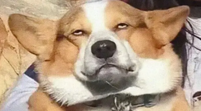 妹子带大金毛去爬雪山，结果…狗：其实你不必干啥都带上我