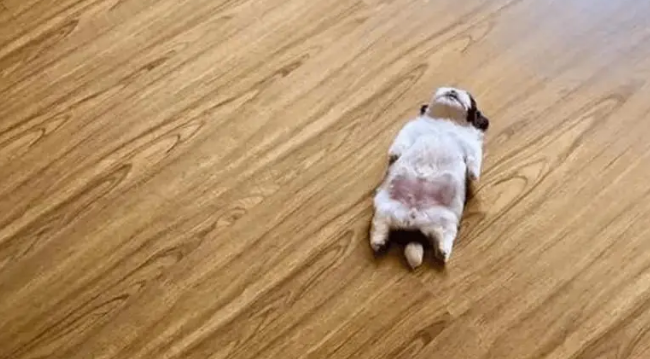 两个月大的小奶狗一睡觉就成了躺尸，铲屎官怎么都叫不醒