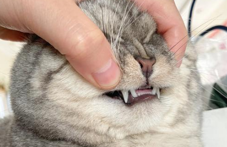 猫咪地包天后期会变化吗 猫咪地包天后期会变化吗