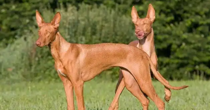 法老王猎犬聪明吗？从这些细节看它的高智商！