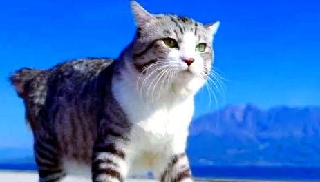 麒麟猫长什么样?猫中的独特王者,尾巴形状引关注 麒麟猫长什么样?猫中的独特王者,尾巴形状引关注