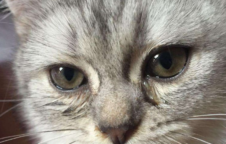 猫咪眼睛分泌物多怎么办
