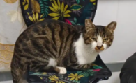 猫咪膀胱炎快速恢复方法是什么