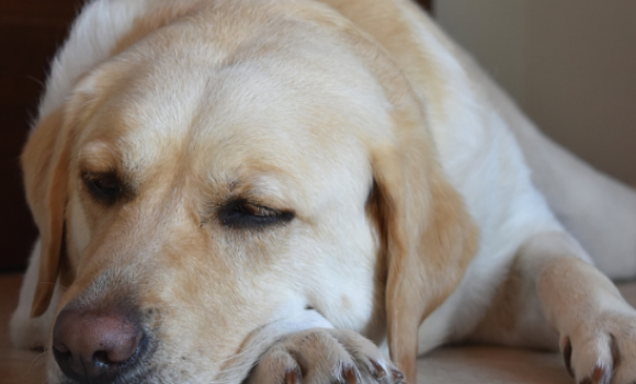犬瘟热狗狗撑过几天可以没事 犬瘟热狗狗撑过几天可以没事