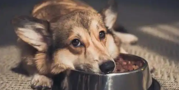 狗狗尿血且排尿困难该怎么办