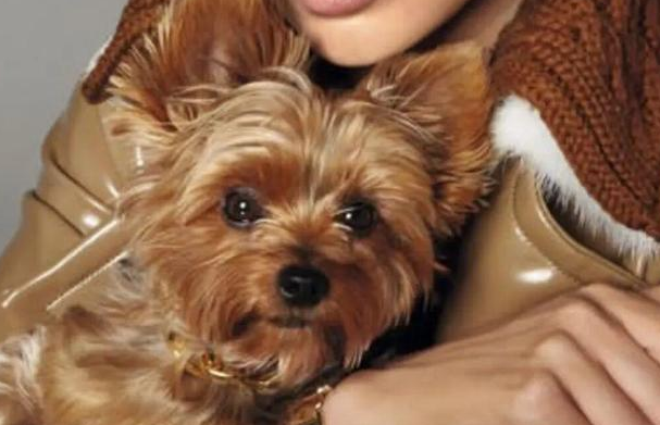 时尚圈的终极战场，为何是毛孩子