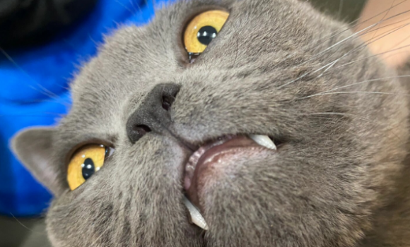 猫咪牙周炎吃什么药 猫咪牙周炎吃什么药