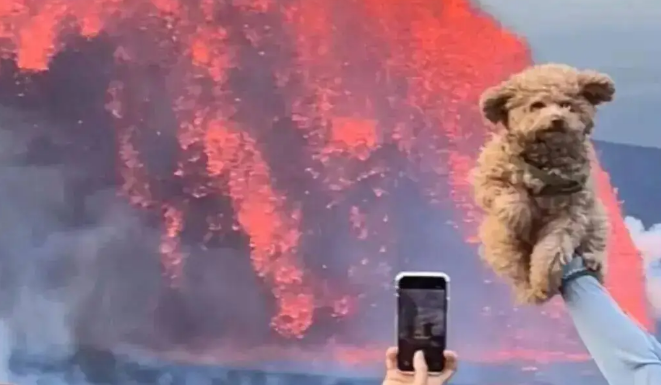 主人带狗子去夏威夷看火山爆发，但是……你倒是让它看啊