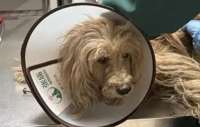 上海版“忠犬八公”的命运,何以触动人心最柔软的部分?