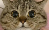 猫角膜炎用什么眼药水效果好