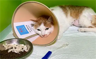 猫腿骨折吃什么愈合的比较快