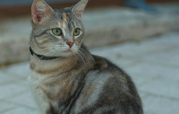 为什么说宠物即时零售是战略渠道，而不是渠道补充？