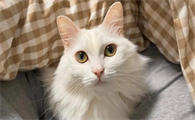 山东狮子猫难产怎么办？科学应对指南来了！