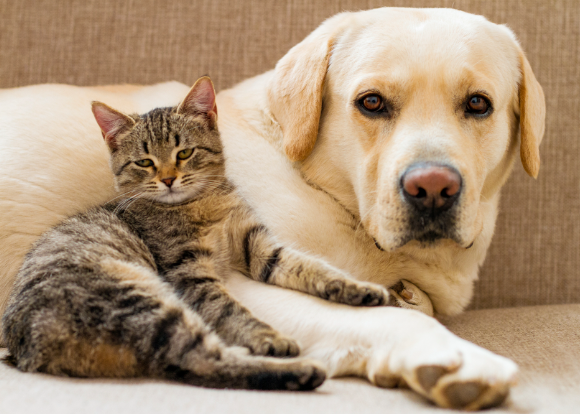 女生养猫必入玩具：ugoo颜值高还耐咬，让猫咪疯狂上头