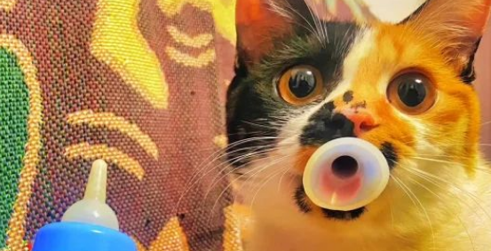 三岁猫咪沉迷吸奶嘴，曾因强戒舔秃自己，主人选择包容宠爱