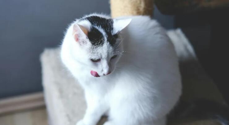 为什么说宠物医疗健康服务，要推开高端细分市场的“窄门”？