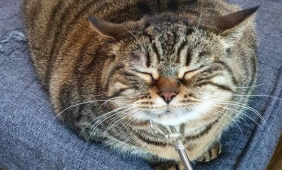 猫肥胖症会影响寿命吗