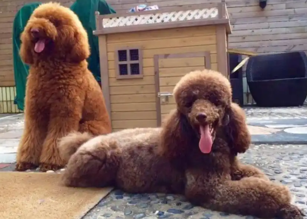 巨型贵宾犬“褪色”怎么回事？有这几个原因！