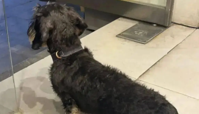 逛街偶遇一只雪纳瑞，网友越看越奇怪，它好像跟腊肠拼接的