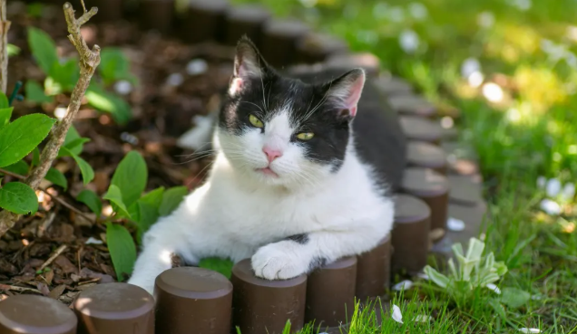 为什么说宠物即时零售是战略渠道，而不是渠道补充？