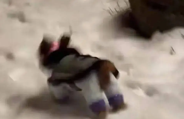 狗子第一次见到雪,在雪地里玩疯了,狗:冻死也要玩 狗子第一次见到雪,在雪地里玩疯了,狗:冻死也要玩