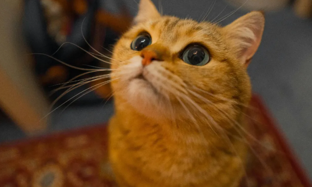 巨头之下的生存法则：中小宠物品牌如何规划2026年产品线？