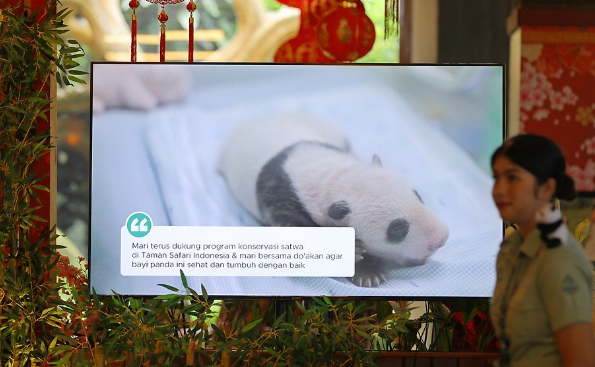 首只在印尼诞生大熊猫“里奥”正式亮相