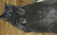 吃毒猫粮会得传腹嘛