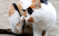 怎样识别猫咪耳螨